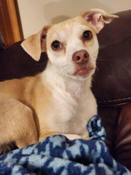 Rescue Chihuahua Dogs for Adoption in Plymouth, Minnesota - Fae | PetCurious