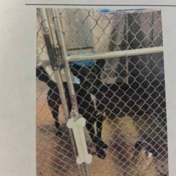 Egg -  Shepherd Dog for Adoption in Lake Jackson, Texas - Egg | PetCurious