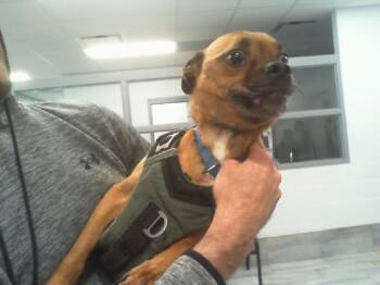 Pug and Beagle Dogs Available for Adoption in Charlotte, North Carolina - BAYMAX | PetCurious