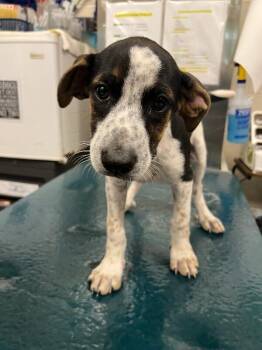 Knox -  Mixed Breed Dog for Adoption in Mobile, Alabama - Knox | PetCurious