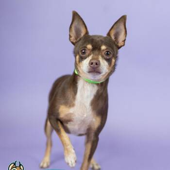 Bruiser -  Chihuahua Dog for Adoption in Portland, Oregon - Bruiser | PetCurious
