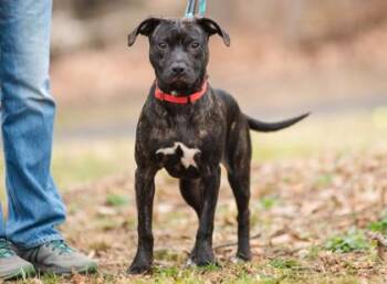 Mixed Breed Dogs Available for Adoption - Vega FKA Tigress | PetCurious