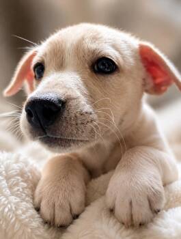 Tula -  Labrador Retriever and Great Pyrenees Dog for Adoption in Pflugerville, Texas - Tula | PetCurious