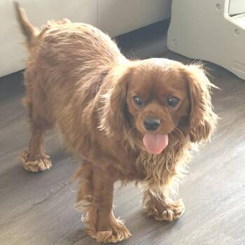 Cavalier King Charles Spaniel Dogs Available for Adoption in Overland Park, Kansas - Gabbi | PetCurious