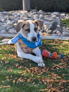 Rescue Hound Dogs for Adoption in Boise, Idaho - Val Kilmer | PetCurious