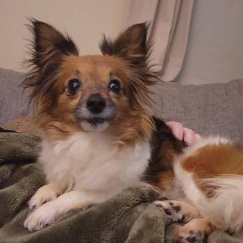 Chihuahua Dogs Available for Adoption in Topeka, Kansas - Tina | PetCurious