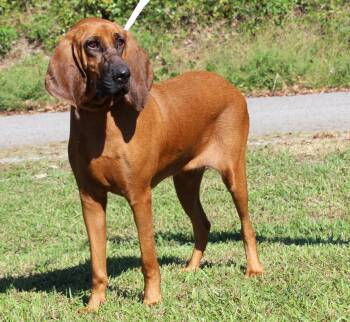 Clemmy 44469 -  Bloodhound Dog for Adoption in Prattville, Alabama - Clemmy 44469 | PetCurious
