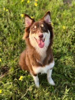 Australian Shepherd and Collie Dogs Available for Adoption in Dallas, Texas - Julie | PetCurious