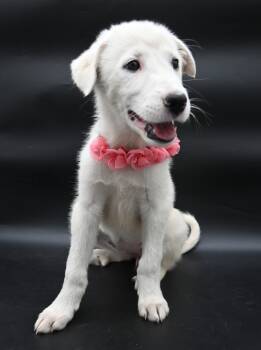 Great Pyrenees and Yellow Labrador Retriever Dogs Available for Adoption in Mobile, Alabama - Sand Dollar. (Snuggle Bug) | PetCurious
