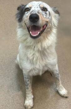 **POPPY** -  Australian Shepherd Dog for Adoption in North Prairie, Wisconsin - **POPPY** | PetCurious