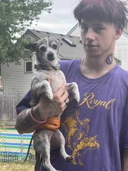 Rescue Chihuahua Dogs for Adoption in Portland, Oregon - Zane | PetCurious