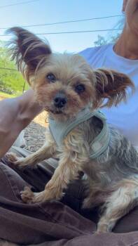 Yorkshire Terrier Dogs Available for Adoption in Winter Garden, Florida - Starboy | PetCurious