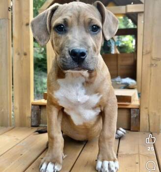 Black Mouth Cur Dogs Available for Adoption in Grand Bay, Alabama - Maxie | PetCurious