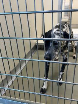 Mixed Breed Dogs Available for Adoption in Columbia, Tennessee - Georgia | PetCurious