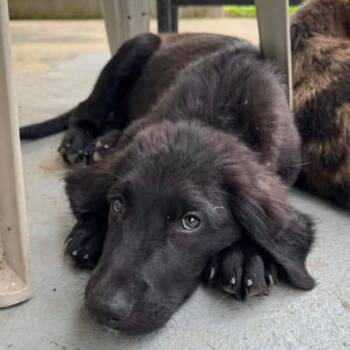 Coal 22414 -  Black Labrador Retriever and Mixed Breed Dog for Adoption in Cumming, Georgia - Coal 22414 | PetCurious