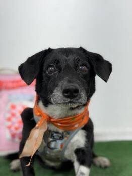 Oreo-One of our Amazing Rescue Dogs -  Corgi and Rat Terrier Dog for Adoption in Carlsbad, California - Oreo-One Of Our Amazing Rescue Dogs | PetCurious