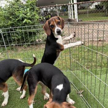 Beagle Dogs Available for Adoption in Kent, Washington - Bridget | PetCurious