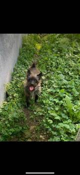 Rescue Miniature Schnauzer and Rat Terrier Dogs for Adoption - Bajnok | PetCurious
