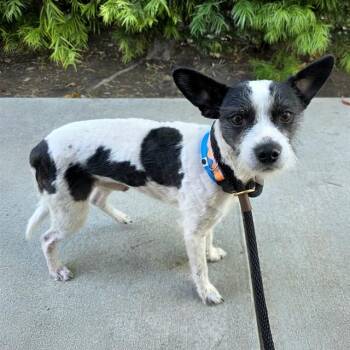CHARLIE -  Terrier and Mixed Breed Dog for Adoption in Long Beach, California - CHARLIE | PetCurious
