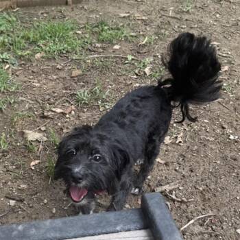 Leto -  Mixed Breed Dog for Adoption in West Chester, Pennsylvania - Leto | PetCurious