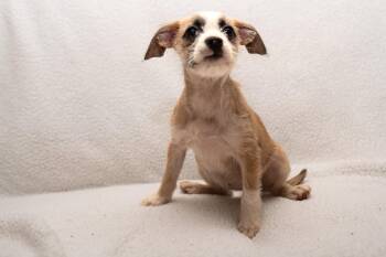 Pippy. (6 lbs of puppy love) -  Wirehaired Terrier and Dachshund Dog for Adoption in Mobile, Alabama - Pippy. (6 Lbs Of Puppy Love) | PetCurious