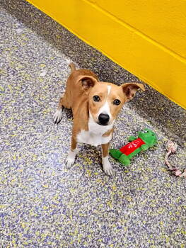 Rescue Chihuahua Dogs for Adoption in Metairie, Louisiana - Bechamel | PetCurious