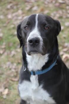 Rescue Labrador Retriever Dogs for Adoption in Hayward, Wisconsin - Ricky | PetCurious