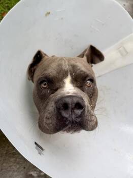 Judge Mathis -  Pit Bull Terrier and Mixed Breed Dog for Adoption in New Orleans, Louisiana - Judge Mathis | PetCurious
