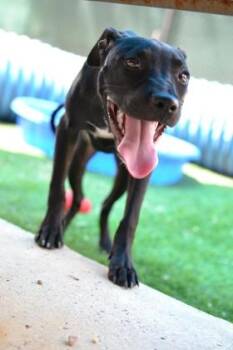 Buttercup -  Pit Bull Terrier and Mixed Breed Dog for Adoption in New Orleans, Louisiana - Buttercup | PetCurious