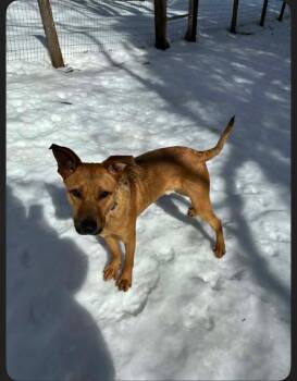 German Shepherd Dog and Pit Bull Terrier Dogs Available for Adoption in Fosters, Alabama - FINN -Fostered In NY!! | PetCurious