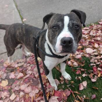Rescue Mixed Breed and American Staffordshire Terrier Dogs for Adoption in Detroit, Michigan - Buddy | PetCurious
