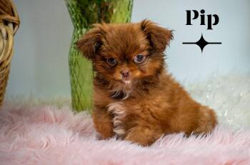 Chihuahua Dogs Available for Adoption in Sevierville, Tennessee - Pip | PetCurious