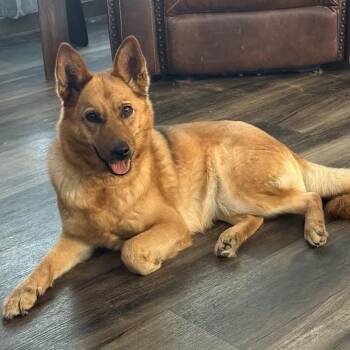 Goldie -  Shepherd and Mixed Breed Dog for Adoption in Corpus Christi, Texas - Goldie | PetCurious