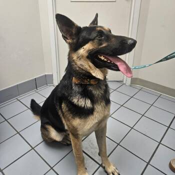 Kilo -  German Shepherd Dog Dog for Adoption in Tulsa, Oklahoma - Kilo | PetCurious
