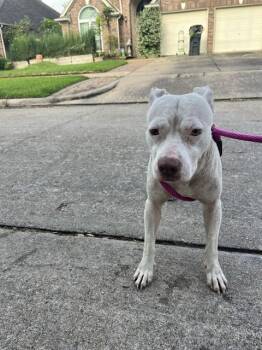 Pit Bull Terrier Dogs Available for Adoption in Sugar Land, Texas - CATHERINE | PetCurious