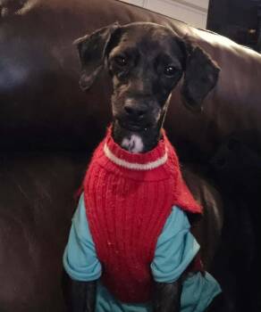 Poodle Dogs Available for Adoption - Shawn | PetCurious