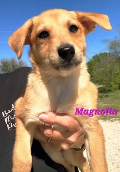 Rhodesian Ridgeback and Labrador Retriever Dogs Available for Adoption in Norfolk, Massachusetts - Magnolia | PetCurious