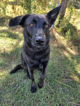 Rousseau -  Labrador Retriever and German Shepherd Dog Dog for Adoption in Foley, Alabama - Rousseau | PetCurious