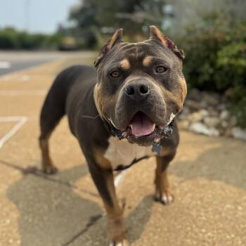 Iversen -  Staffordshire Bull Terrier and Mixed Breed Dog for Adoption in Chesapeake, Virginia - Iversen | PetCurious
