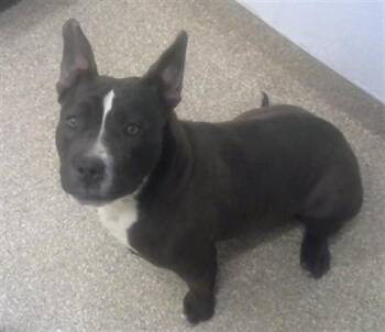 Pit Bull Terrier and Mixed Breed Dogs Available for Adoption - PIXIE | PetCurious