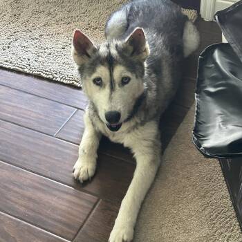 Alba -  Siberian Husky Dog for Adoption in Sumter, South Carolina - Alba | PetCurious