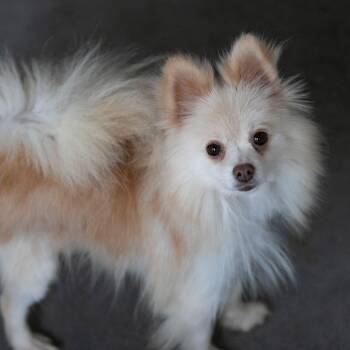 Pomeranian Dogs Available for Adoption in Peyton, Colorado - Truffle (D25-188) | PetCurious