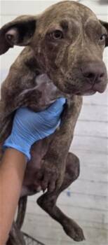 CIABATTA -  Pit Bull Terrier and Mixed Breed Dog for Adoption in San Bernardino, California - CIABATTA | PetCurious