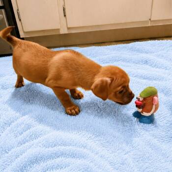 Tanner -  Pug and Chihuahua Dog for Adoption in Hillsborough, North Carolina - Tanner | PetCurious