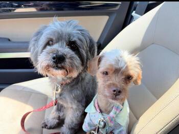 Mufasa and Simba -  Shih Poo and Terrier Dog for Adoption in Redondo Beach, California - Mufasa And Simba | PetCurious