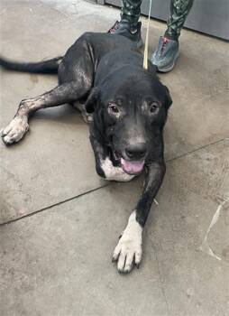 NIGHT -  Mixed Breed Dog for Adoption in Dallas, Texas - NIGHT | PetCurious