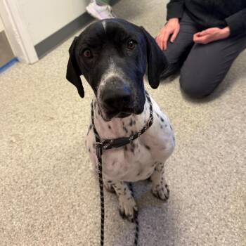 German Shorthaired Pointer Dogs Available for Adoption - Bodhi | PetCurious