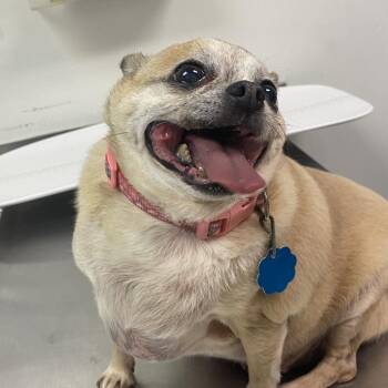 Pebbles -  Mixed Breed Dog for Adoption in Charleston, West Virginia - Pebbles | PetCurious