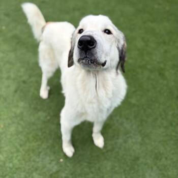 Great Pyrenees Dogs Available for Adoption in Nampa, Idaho - Rover | PetCurious