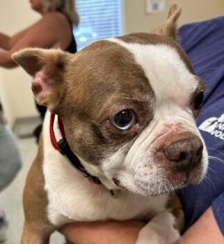 Brie -  Boston Terrier and Mixed Breed Dog for Adoption in Kansas City, Missouri - Brie | PetCurious
